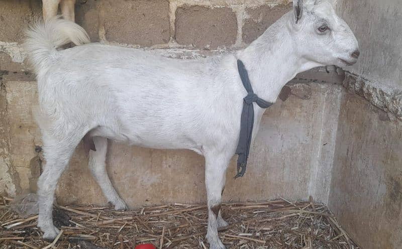 Goats For Sell 4