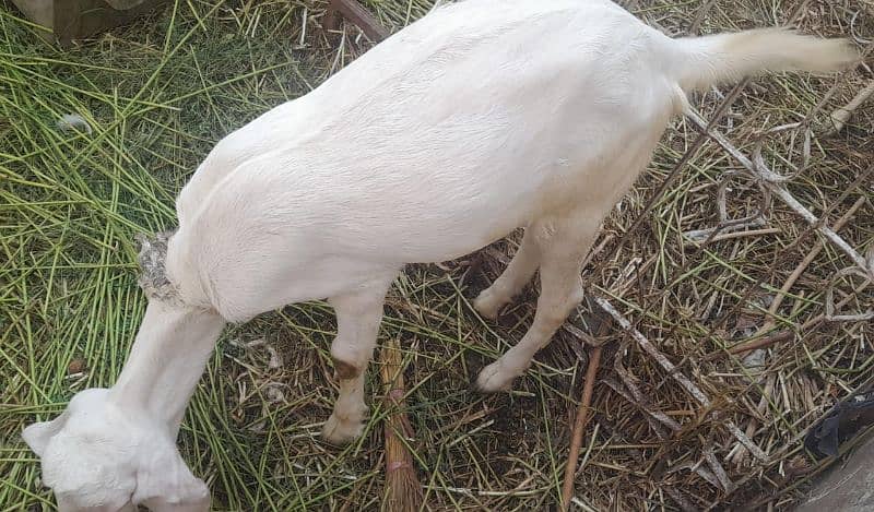 Goats For Sell 6