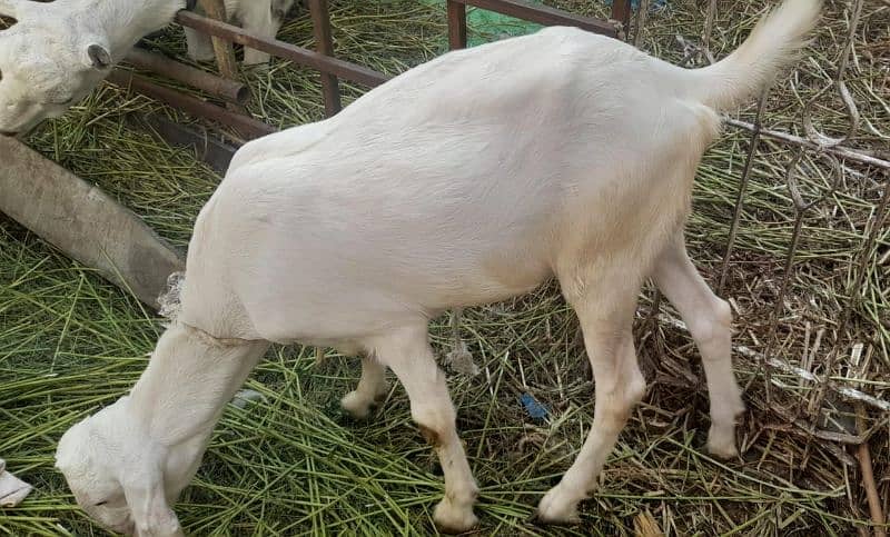 Goats For Sell 8