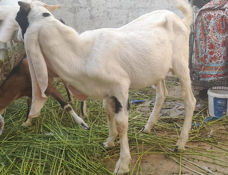 Goats For Sell 10