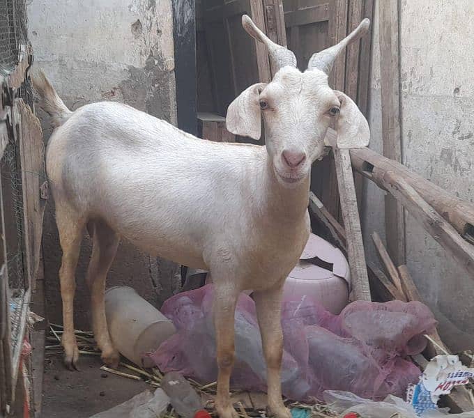 Goats For Sell 11