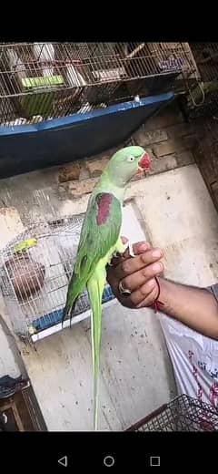 parrot