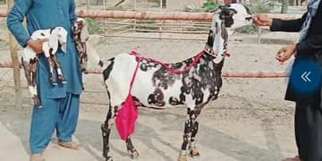 desi gulabi bakri 2 bacho wali whtsp 0347,,7188,,683