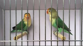 Love Birds 4 Sale