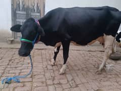 cow pure ferzion 03459752637