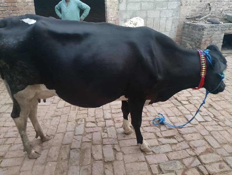 cow pure ferzion 03459752637 1