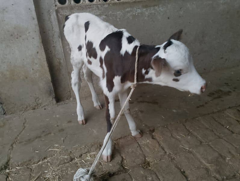 cow pure ferzion 03459752637 4