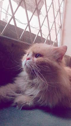 Triple coat persian cat