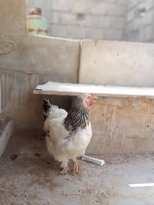 bharama and heera eggs and chicks for sale 3