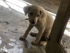 labrador puppy