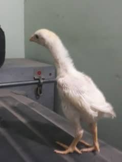 White Shamo Chick