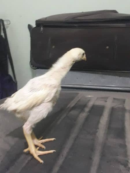 White Shamo Chick 1