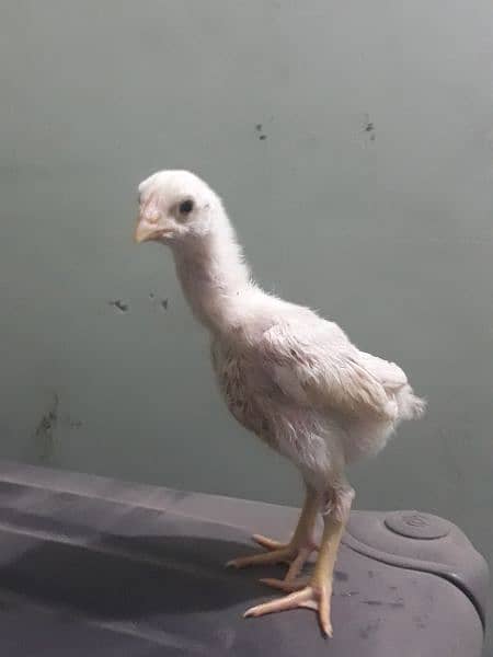 White Shamo Chick 3