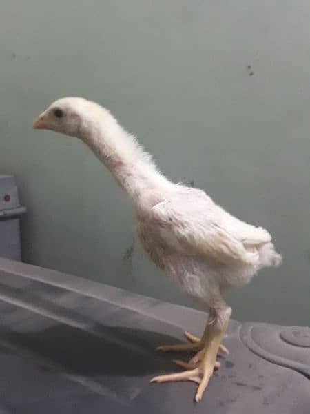 White Shamo Chick 4