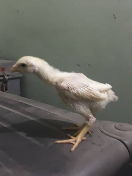 White Shamo Chick 5