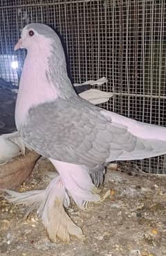 Lahori Sherazi big size breeder pair