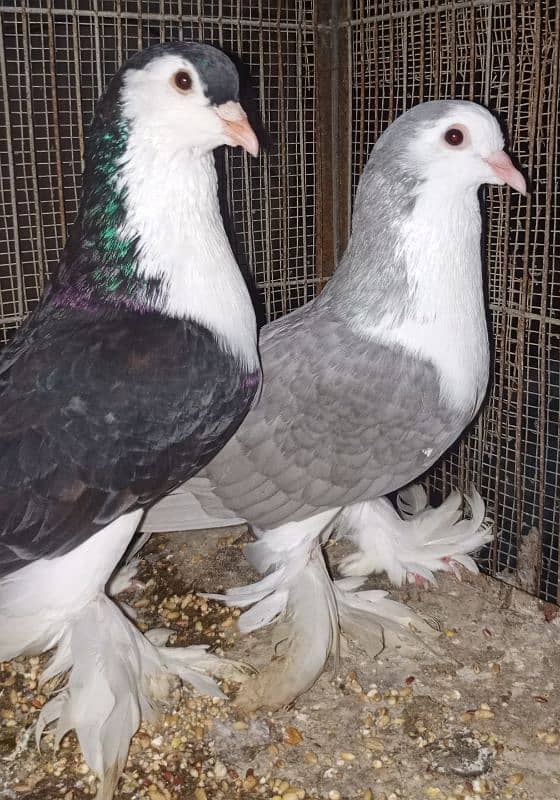 Lahori Sherazi big size breeder pair 2