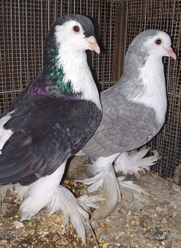 Lahori Sherazi big size breeder pair 3