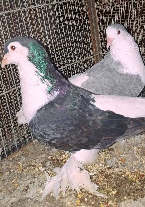 Lahori Sherazi big size breeder pair 5