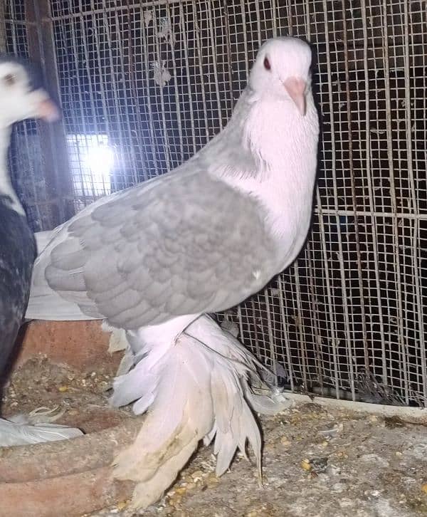 Lahori Sherazi big size breeder pair 6