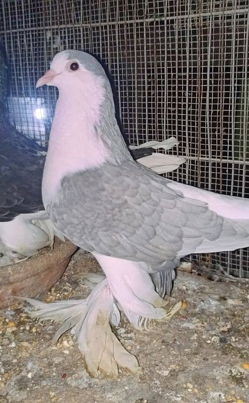 Lahori Sherazi big size breeder pair 8