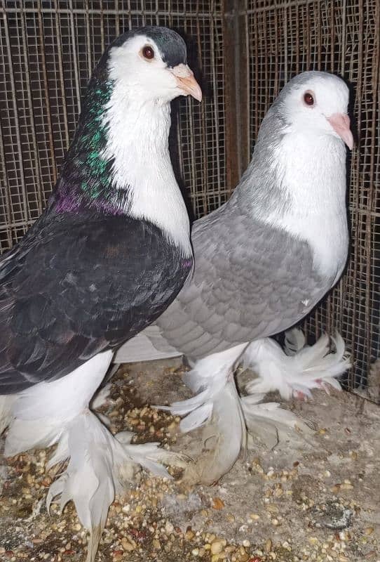 Lahori Sherazi big size breeder pair 9