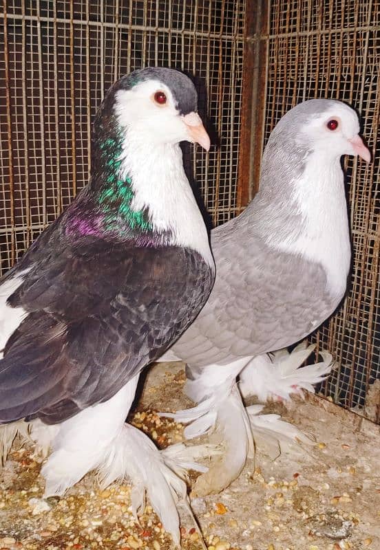 Lahori Sherazi big size breeder pair 10