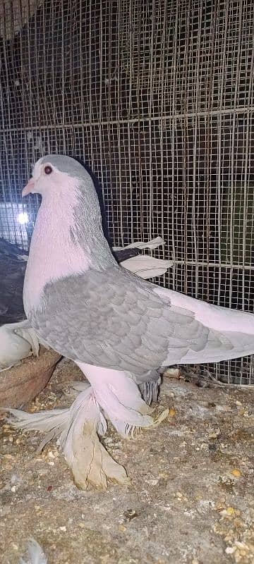 Lahori Sherazi big size breeder pair 11