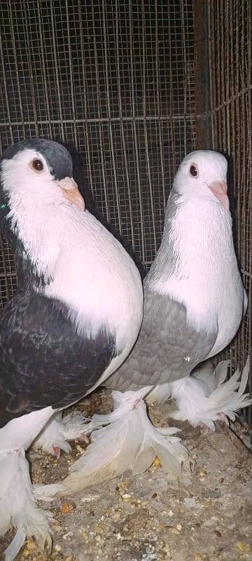 Lahori Sherazi big size breeder pair 12