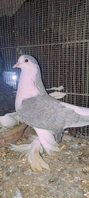 Lahori Sherazi big size breeder pair 13