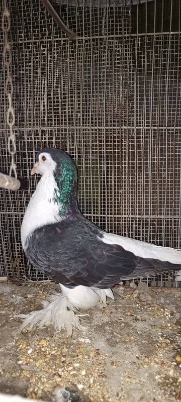 Lahori Sherazi big size breeder pair 15