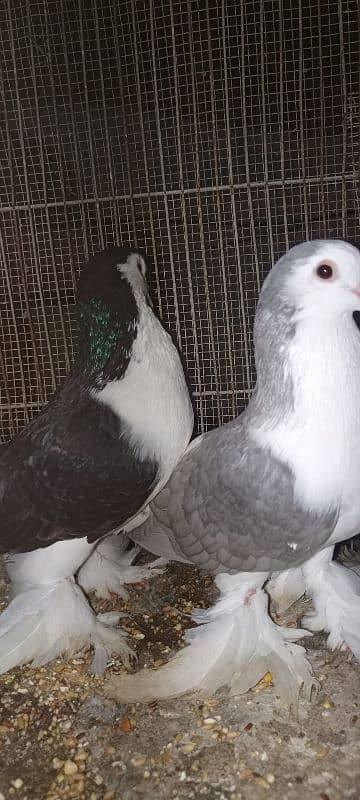 Lahori Sherazi big size breeder pair 16