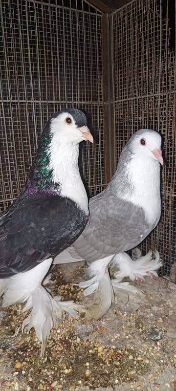 Lahori Sherazi big size breeder pair 17