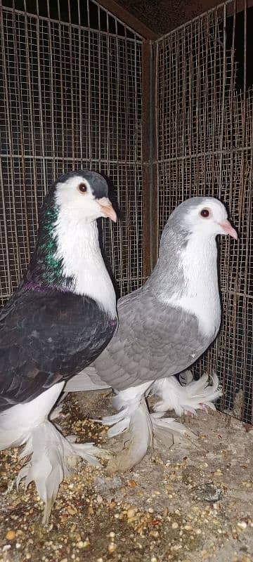 Lahori Sherazi big size breeder pair 18