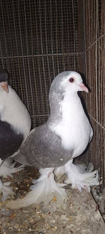 Lahori Sherazi big size breeder pair 19