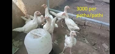 Mianwali Aseel lakha chicks & white heera chicks & pathay pathian