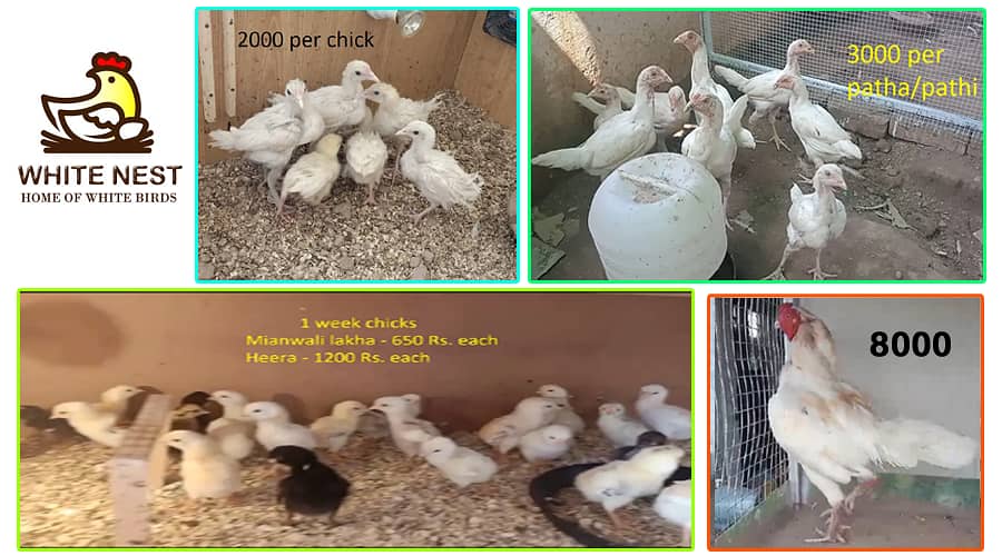 Mianwali Aseel lakha chicks & white heera chicks & pathay pathian 3