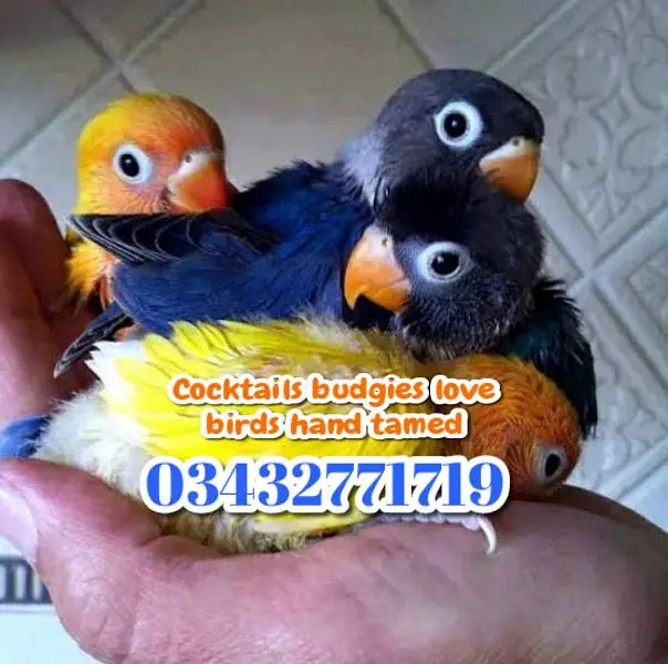 Plum head ringneck cocktails love birds budgies — photo 3