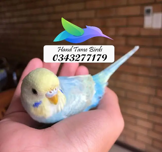 Plum head ringneck cocktails love birds budgies — photo 6