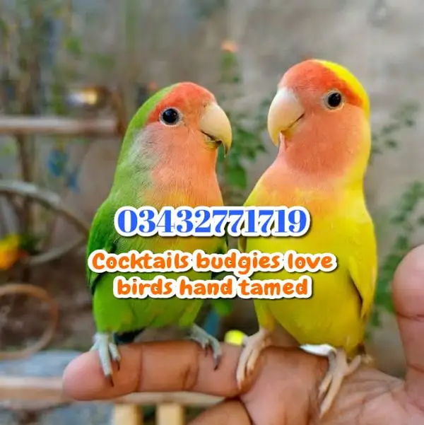 Plum head ringneck cocktails love birds budgies — photo 9