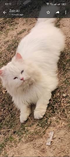 Persian male cat