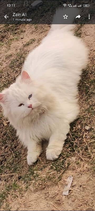 Persian male cat 0