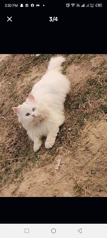 Persian male cat 1