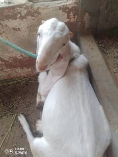 gulabi Bakra or bakri