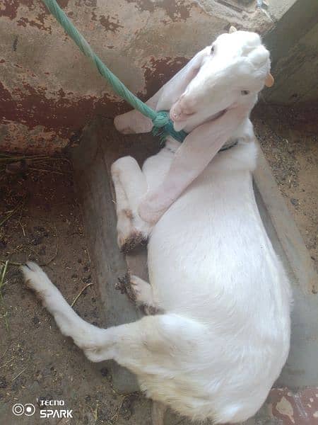 gulabi Bakra or bakri 1