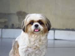 shihtzu