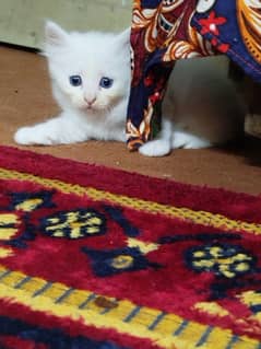 Persian kittens