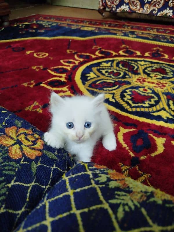 Persian kittens 1