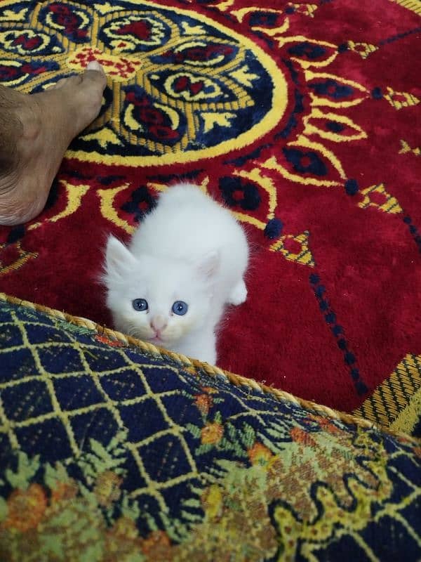 Persian kittens 2