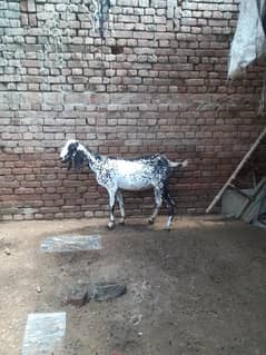 aik Teddy bakra aik makicheni bakri